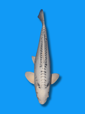 Gin Mizuho | Koi&Co.